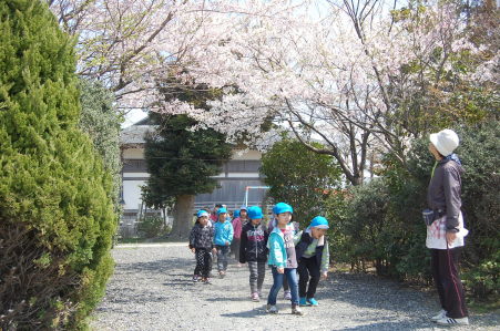 桜のトンネル今真っ盛り